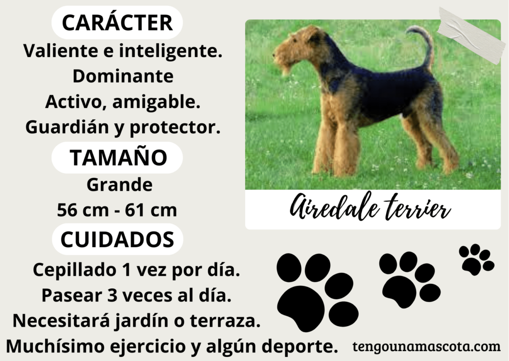 raza de perro airedale terrier, de carácter valiente e inteligente, dominante, activo, amigable, guardián y protector de tamaño grande.