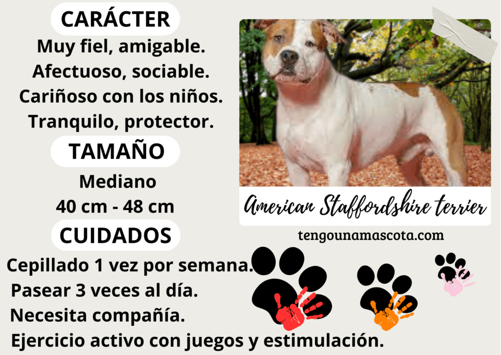 raza de perro american staffordshire terrier, carácter amigable, muy fiel, afectuoso, sociable, cariñoso con los niños, tranquilo, protector.tamaño mediano