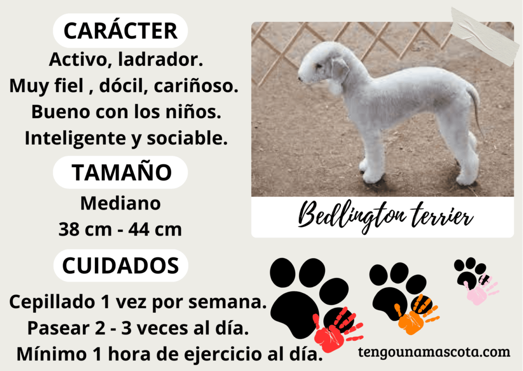 raza de perro bedlington terrier,
carácter activo, ladrador, muy fiel, dócil, cariñoso, bueno con los niños, inteligente y sociable, de tamaño mediano.