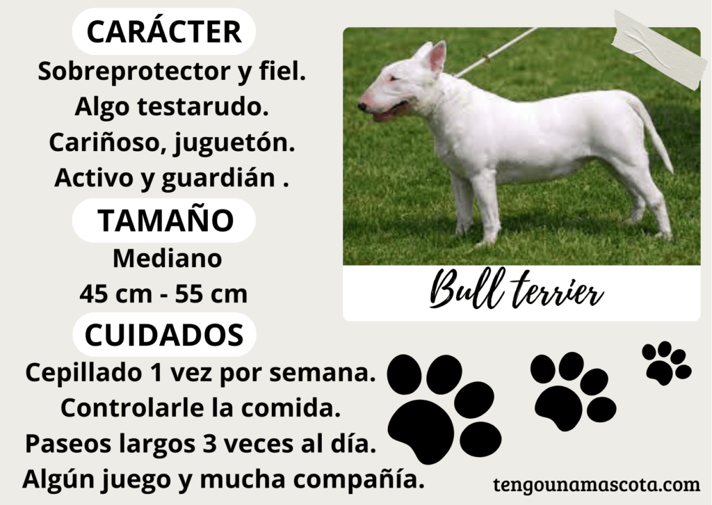 raza de perro bull terrier, de carácter sobreprotector, fiel, algo testarudo, cariñoso, juguetón, activo y guardián, de tamaño mediano.