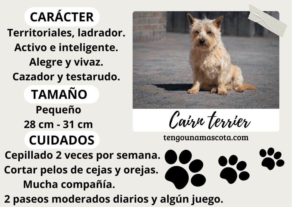 raza de perro cairn terrier, de carácter territorial, ladrador, activo e inteligente, cazador y testarudo, de tamaño pequeño.