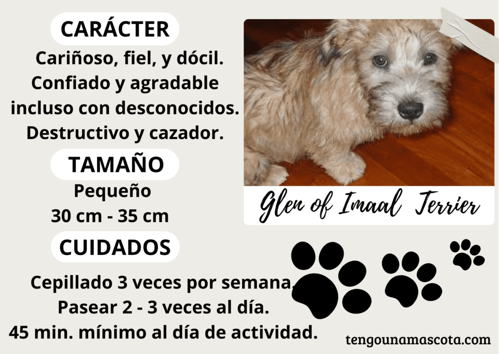 raza de perro glen of imaal terrier, de carácter cariñoso, fiel, dócil, confiado y agradable incluso con extraños, destructivo y cazador, tamaño pequeño