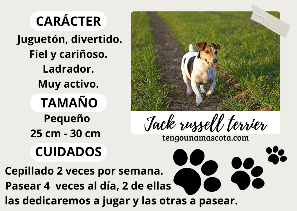 raza de perro jack russell terrier, juguetón, divertido, fiel, cariñoso, ladrador, y muy activo, de tamaño pequeño