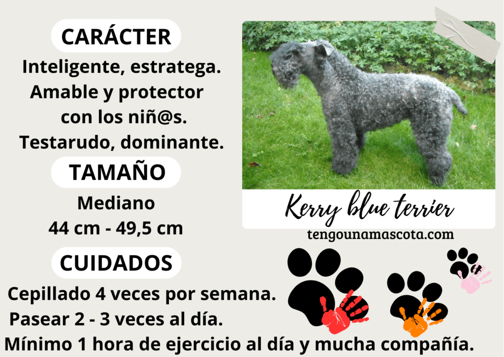 raza de perro kerry blue terrier, de carácter inteligente, estratega, amable, protector con los niños, testarudo y dominante,de tamaño mediano