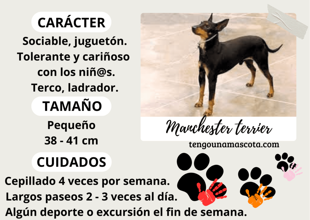 raza de perro manchester terrier, de carácter sociable, juguetón, tolerante y cariñoso con los niños, terco y ladrador, de tamaño pequeño