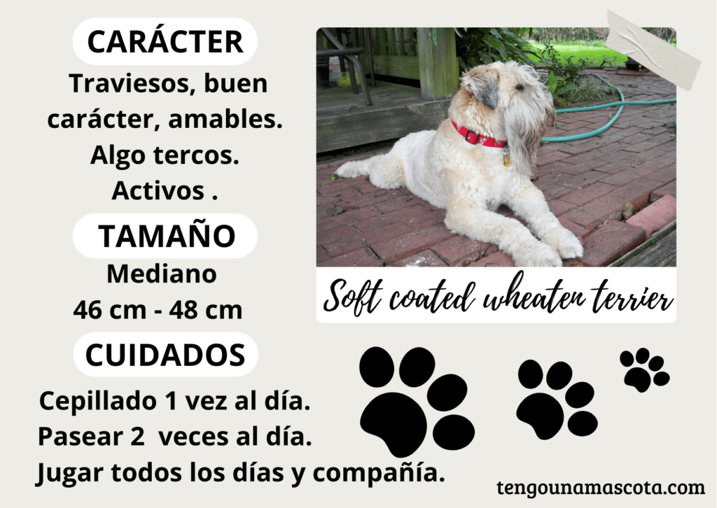 raza de perro soft coated wheaten terrier, de carácter travieso, buen carácter, amable, algo terco, activo, de tamaño mediano