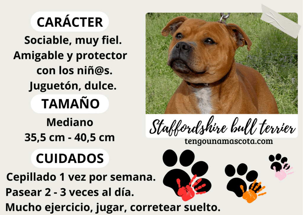 raza de perro staffordshire bull terrier, de carácter sociable, muy fiel, amigable y protector con los niños, juguetón y dulce, de tamaño mediano.