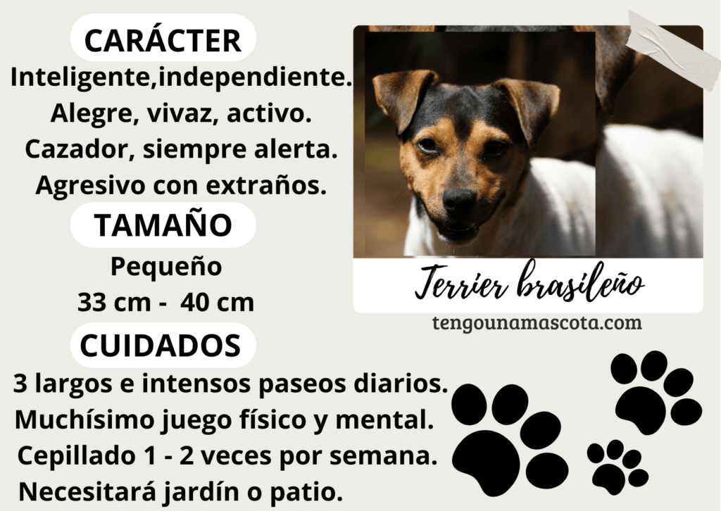 raza de perro terrier brasileño, de carácter inteligente, independiente, alegre, vivaz, activo, cazador, siempre alerta, agresivo con extraños, de tamaño pequeño