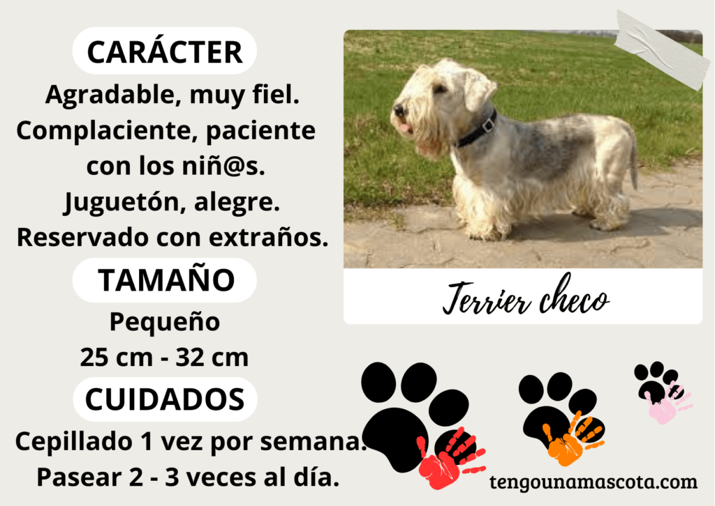 raza de perro Terrier checo, de carácter agradable muy fiel, complaciente, paciente con los niños, alegre de tamaño pequeño.