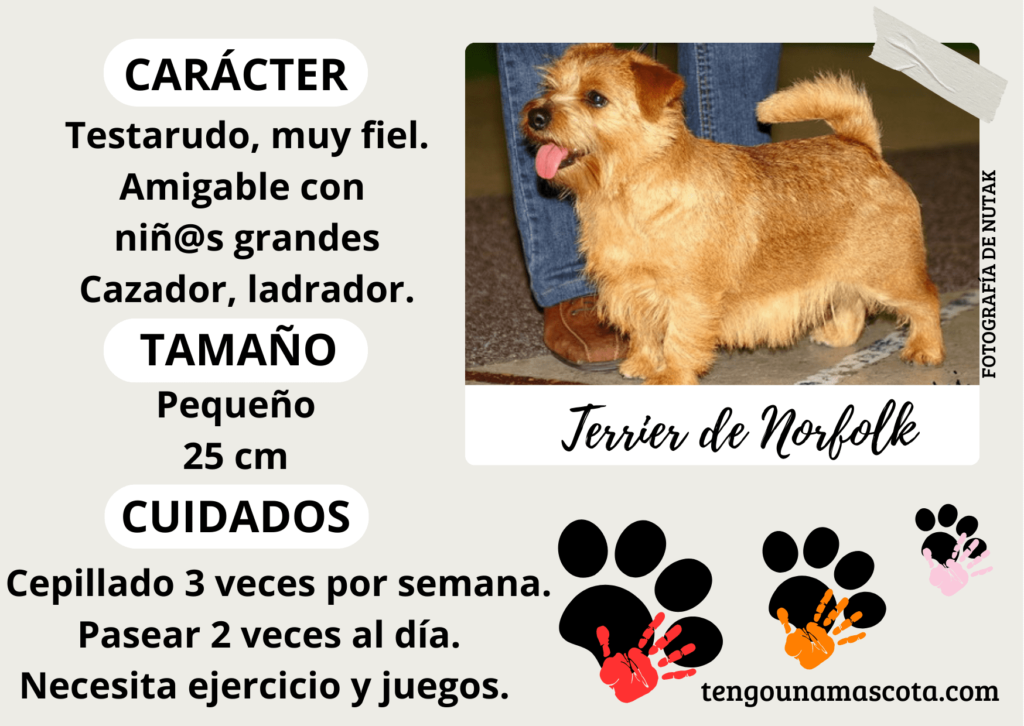 raza de perro terrier de norfolk, de carácter testarudo, muy fiel, amigable con niños grandes, cazador, ladrador, de tamaño pequeño