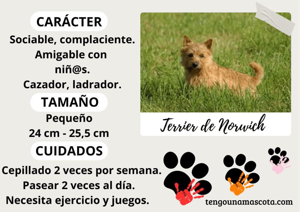 raza de perro terrier de norwich, de carácter sociable, complaciente, amigable con niños, cazador, ladrador de tamaño pequeño