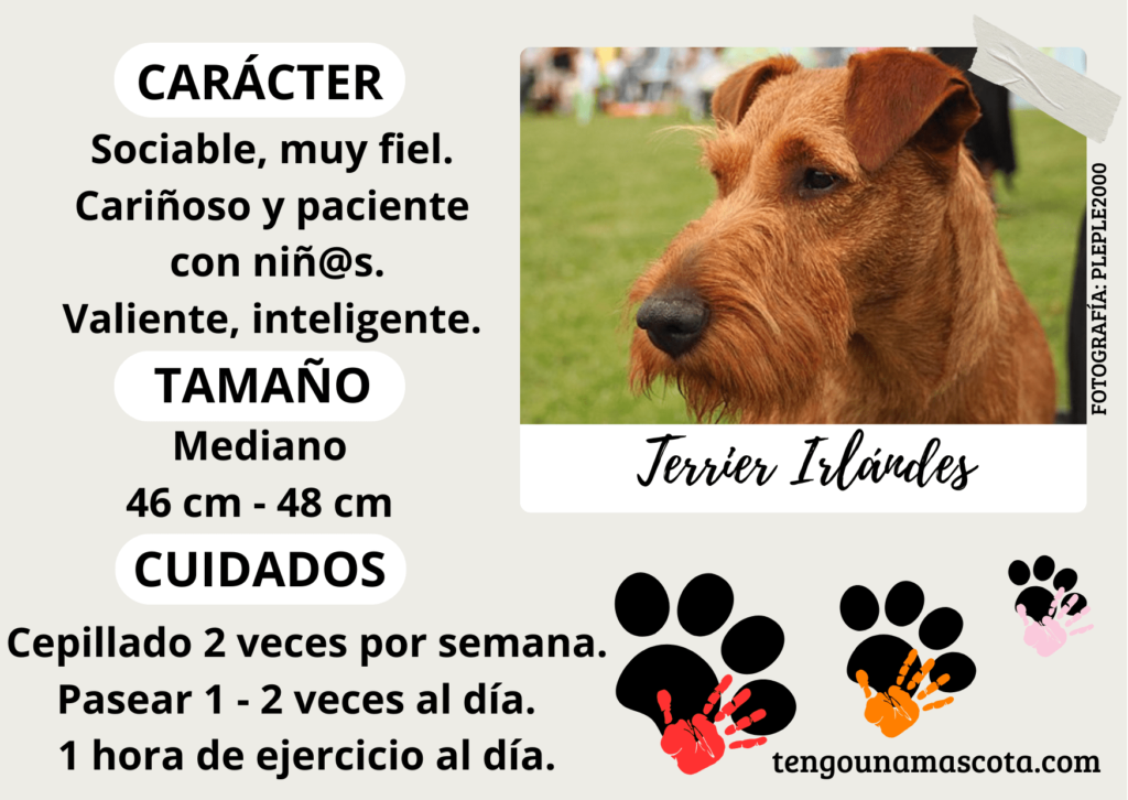 Terrier irlándes, de carácter sociable, muy fiel, cariñoso y paciente con los niños de tamaño mediano.