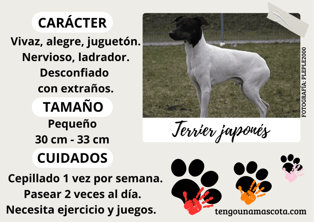 raza de perro terrier japonés, de carácter vivaz alegre, juguetón, nervioso de tamaño pequeño.