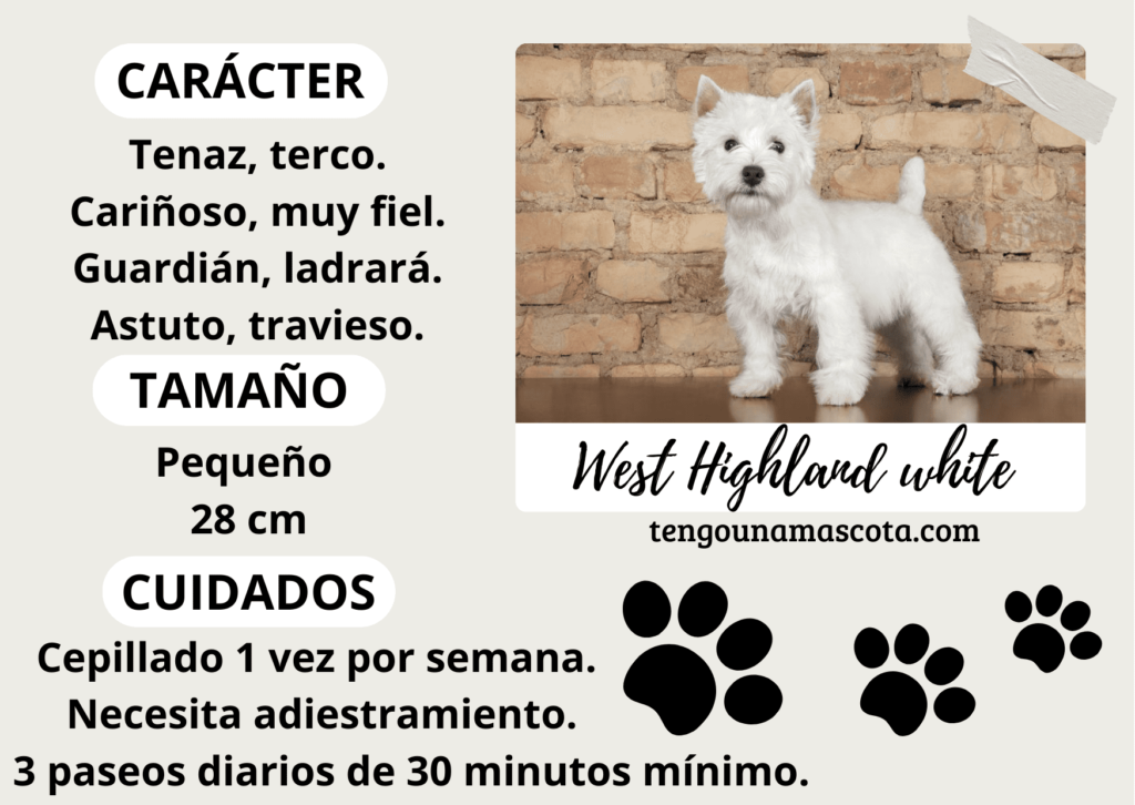 raza de perro west higland white, de carácter tenaz, terco, cariñoso, muy fiel, astuto, travieso de tamaño pequeño