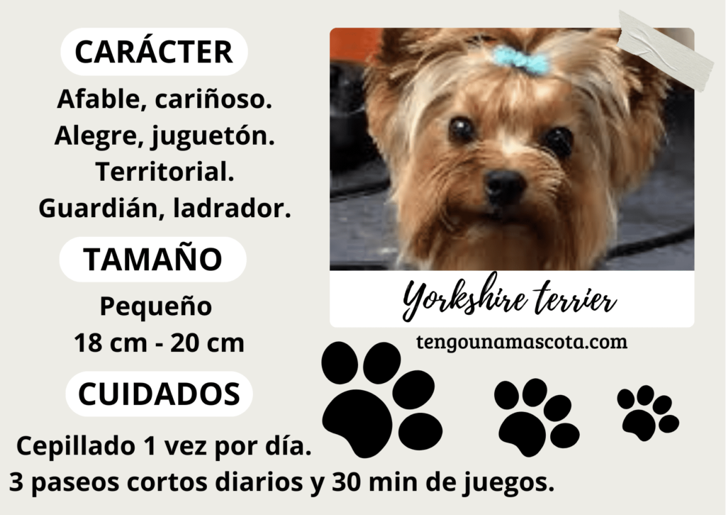 raza de perro yorkshire terrier, de carácter afable cariñoso, juguetón, territorial y ladrador, de tamaño pequeño