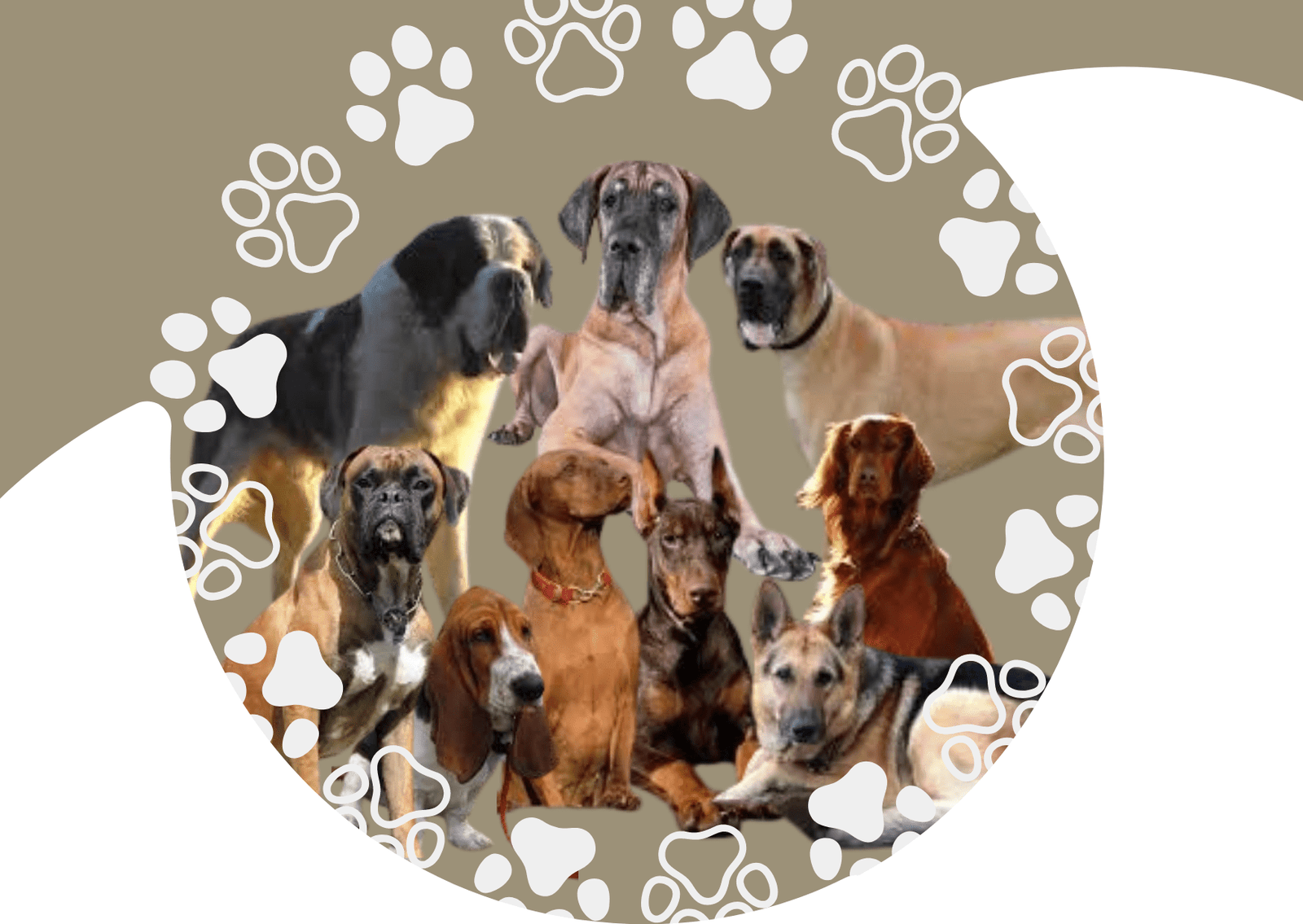 Las 10 Razas de perros con alto riesgo de torsión gástrica