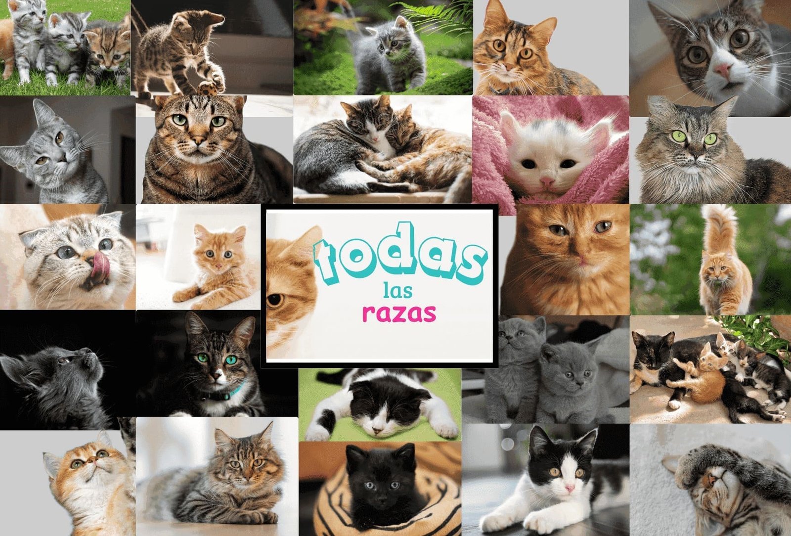 Razas de gatos