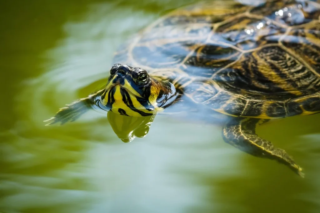 tortugas de mapa