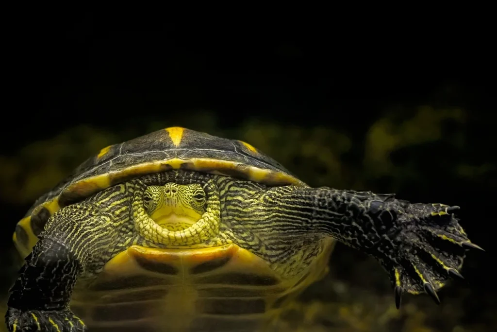 tortugas de mapa amarilla