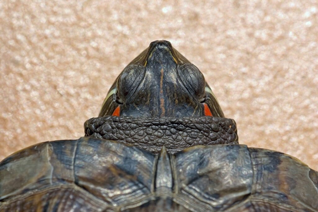 tortuga de orejas rojas