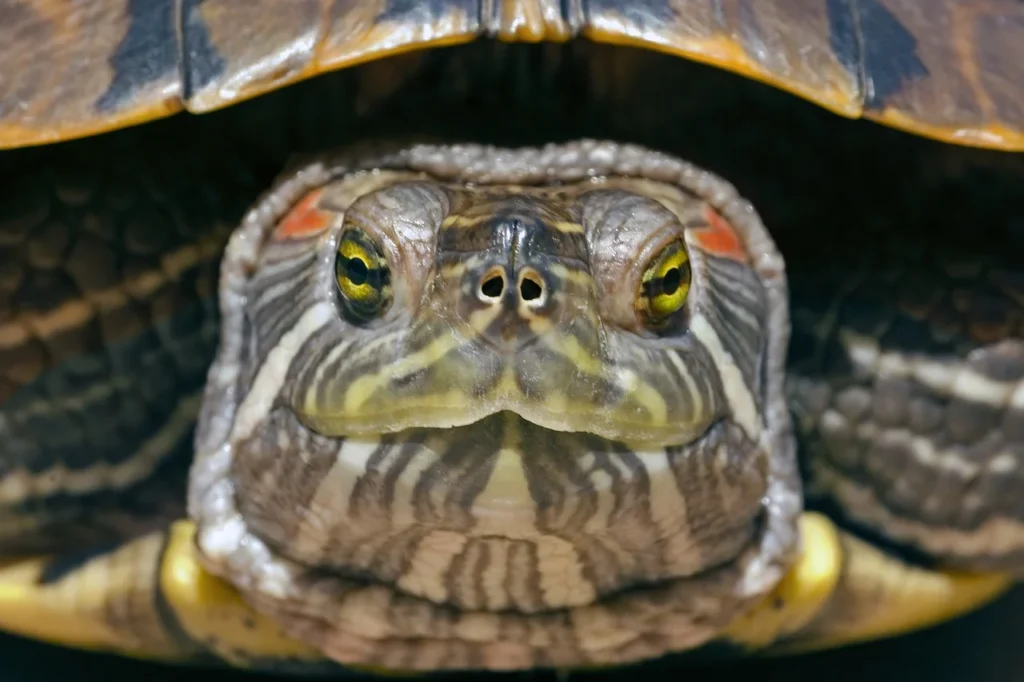 tortuga de orejas rojas